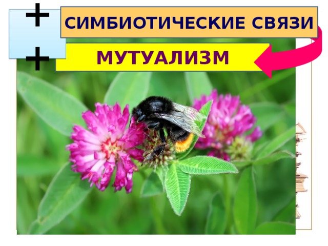 СИМБИОТИЧЕСКИЕ СВЯЗИ  ++ МУТУАЛИЗМ 