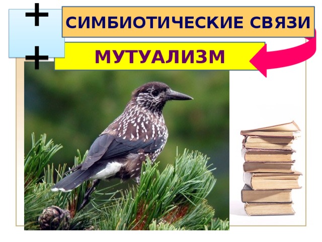 СИМБИОТИЧЕСКИЕ СВЯЗИ  ++ МУТУАЛИЗМ 