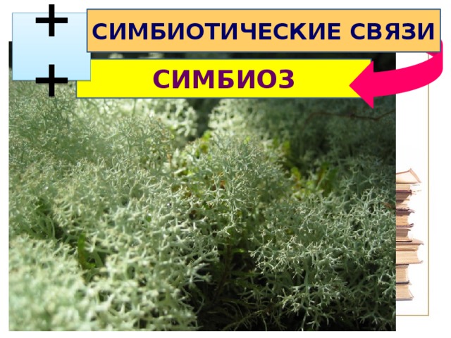 СИМБИОТИЧЕСКИЕ СВЯЗИ  ++ СИМБИОЗ 