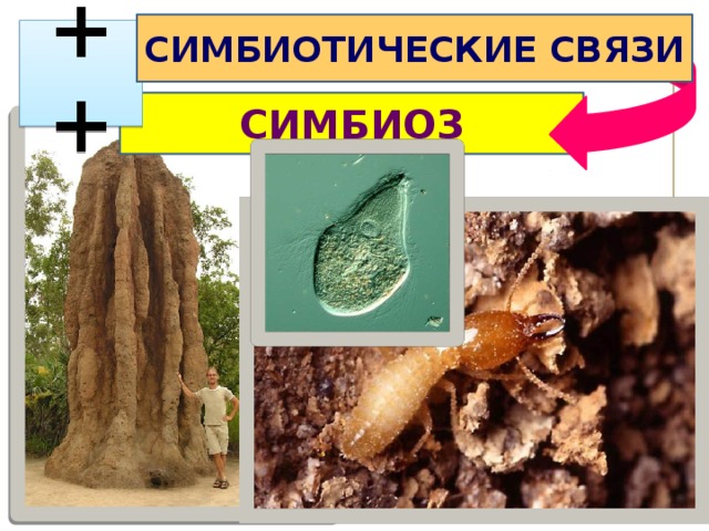 СИМБИОТИЧЕСКИЕ СВЯЗИ  ++ СИМБИОЗ 