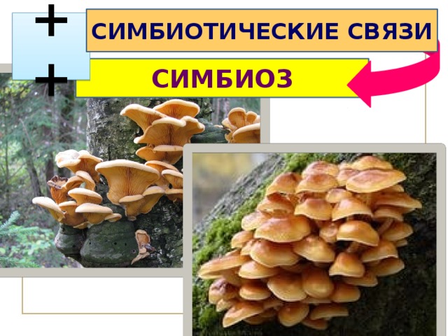 СИМБИОТИЧЕСКИЕ СВЯЗИ  ++ СИМБИОЗ 