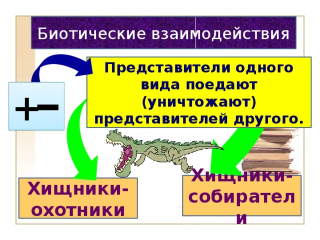 Биотические взаимодействия Представители одного вида поедают (уничтожают) представителей другого. + Хищники-собиратели Хищники-охотники 