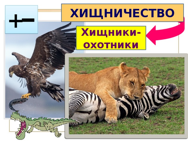 ХИЩНИЧЕСТВО + Хищники-охотники 