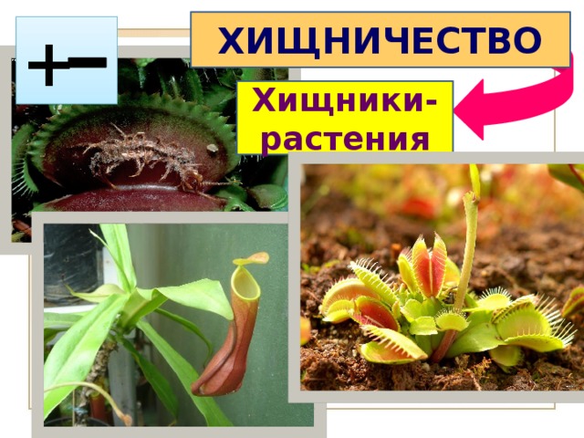 ХИЩНИЧЕСТВО + Хищники-растения 