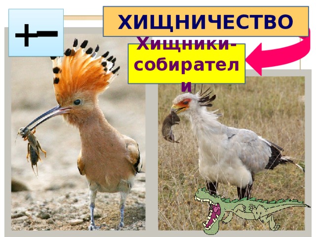 ХИЩНИЧЕСТВО + Хищники-собиратели 