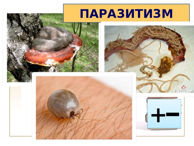 ПАРАЗИТИЗМ + 