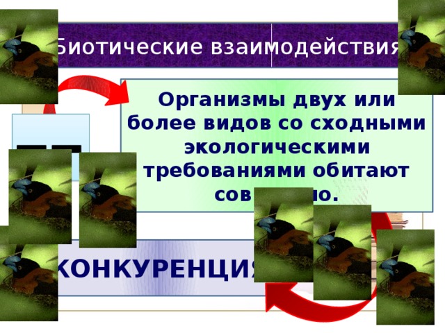 Биотические взаимодействия Организмы двух или более видов со сходными экологическими требованиями обитают совместно.  КОНКУРЕНЦИЯ 