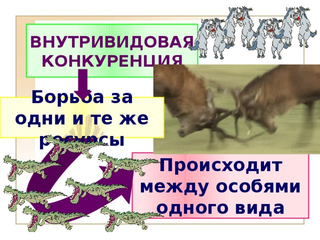ВНУТРИВИДОВАЯ КОНКУРЕНЦИЯ Борьба за одни и те же ресурсы Происходит между особями одного вида 