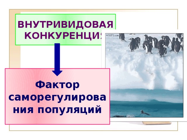 ВНУТРИВИДОВАЯ КОНКУРЕНЦИЯ Фактор саморегулирования популяций 