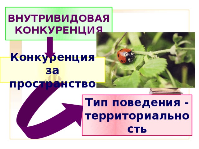 ВНУТРИВИДОВАЯ КОНКУРЕНЦИЯ Конкуренция за пространство Тип поведения - территориальность 