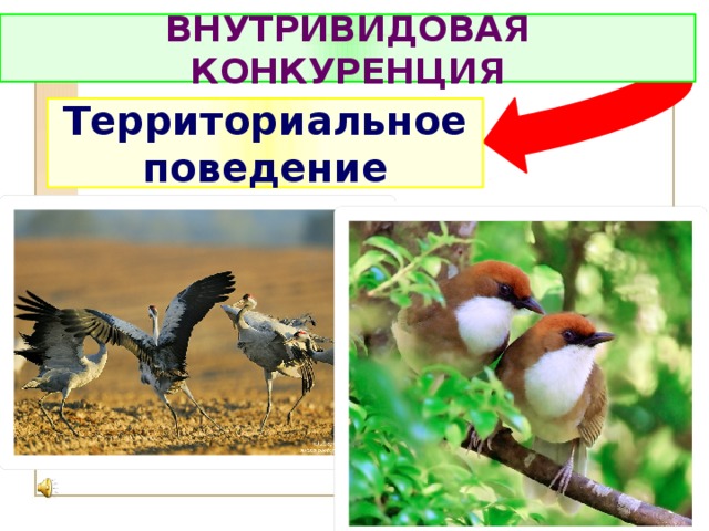 ВНУТРИВИДОВАЯ КОНКУРЕНЦИЯ Территориальное поведение 