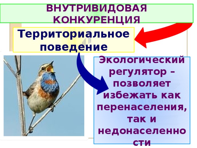 ВНУТРИВИДОВАЯ КОНКУРЕНЦИЯ Территориальное поведение Экологический регулятор – позволяет избежать как перенаселения, так и недонаселенности 