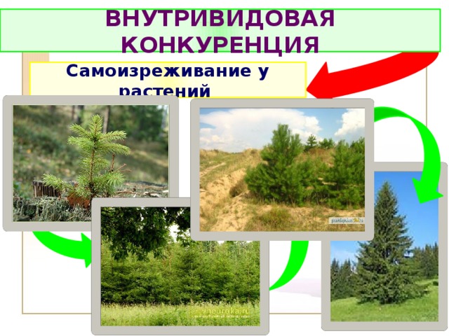 ВНУТРИВИДОВАЯ КОНКУРЕНЦИЯ Самоизреживание у растений 