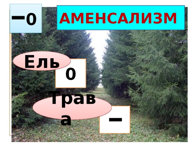  0 АМЕНСАЛИЗМ  Ель 0 Трава  