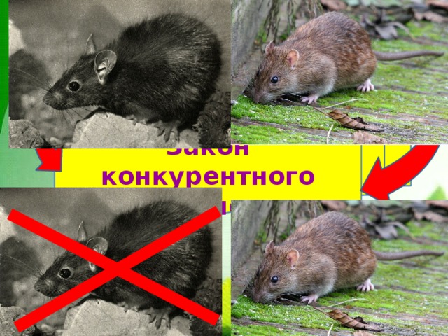 Закон конкурентного исключения 