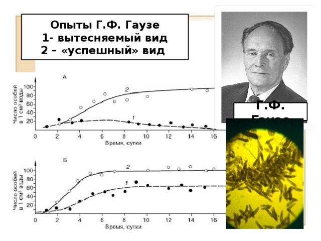 Опыты Г.Ф. Гаузе 1- вытесняемый вид 2 – «успешный» вид Г.Ф. Гаузе 