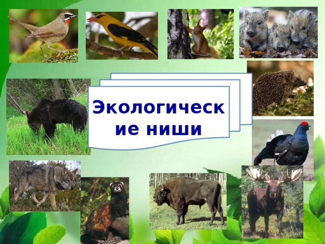 Экологические ниши 