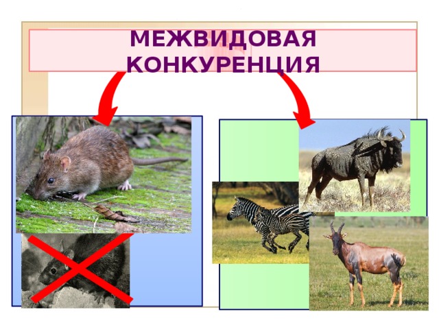 МЕЖВИДОВАЯ КОНКУРЕНЦИЯ   