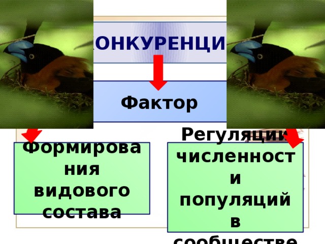 КОНКУРЕНЦИЯ Фактор Формирования видового состава Регуляции численности популяций в сообществе 