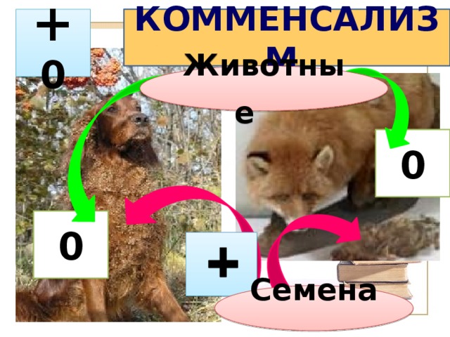 КОММЕНСАЛИЗМ  + 0 Животные  0 0  Семена  