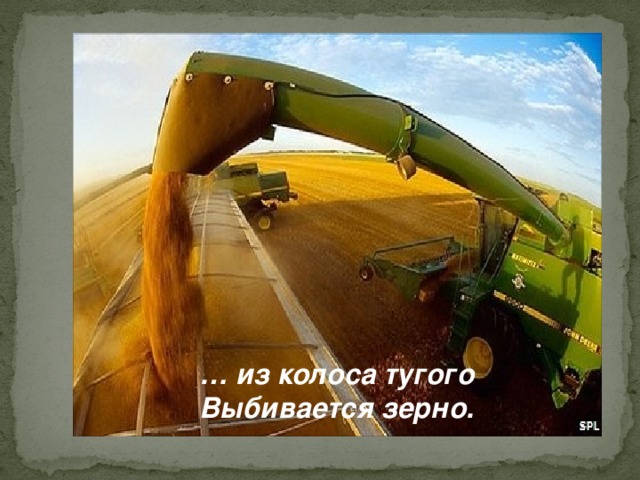 … из колоса тугого Выбивается зерно.  