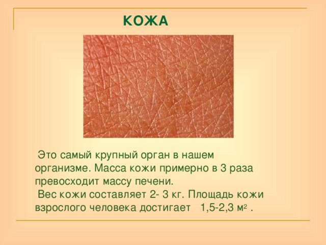  КОЖА  Это самый крупный орган в нашем  организме. Масса кожи примерно в 3 раза превосходит массу печени.  Вес кожи составляет 2- 3 кг. Площадь кожи взрослого человека достигает 1,5-2,3 м 2 . 