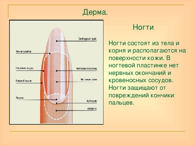  Дерма.  Ногти    Ногти состоят из тела и корня и располагаются на поверхности кожи. В ногтевой пластинке нет нервных окончаний и кровеносных сосудов.  Ногти защищают от повреждений кончики пальцев. 