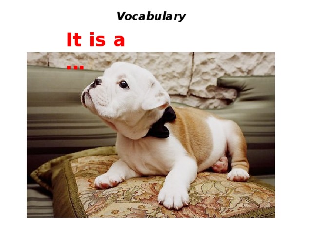  Vocabulary It is a … 