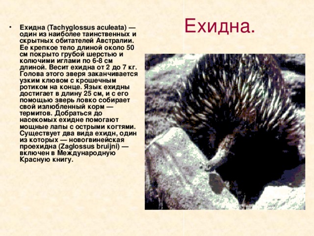 Ехидна. Ехидна (Tachyglossus aculeata) — один из наиболее таинственных и скрытных обитателей Австралии. Ее крепкое тело длиной около 50 см покрыто грубой шерстью и колючими иглами по 6-8 см длиной. Весит ехидна от 2 до 7 кг. Голова этого зверя заканчивается узким клювом с крошечным ротиком на конце. Язык ехидны достигает в длину 25 см, и с его помощью зверь ловко собирает свой излюбленный корм — термитов. Добраться до насекомых ехидне помогают мощные лапы с острыми когтями. Существует два вида ехидн, один из которых — новогвинейская проехидна (Zaglossus bruijni) — включен в Международную Красную книгу. 