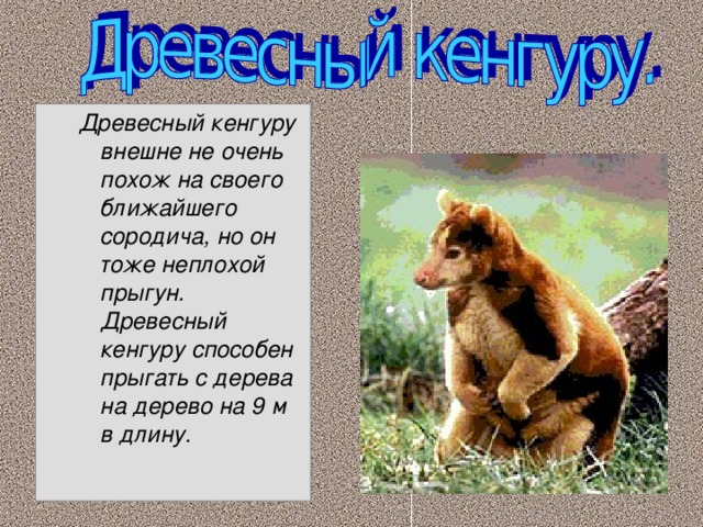 Древесный кенгуру внешне не очень похож на своего ближайшего сородича, но он тоже неплохой прыгун. Древесный кенгуру способен прыгать с дерева на дерево на 9 м в длину. Древесный кенгуру внешне не очень похож на своего ближайшего сородича, но он тоже неплохой прыгун. Древесный кенгуру способен прыгать с дерева на дерево на 9 м в длину.  