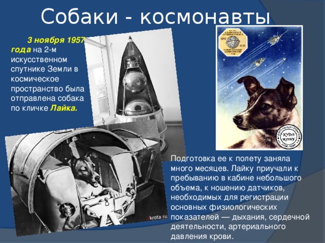 Собаки - космонавты  3 ноября 1957 года на 2-м искусственном спутнике Земли в космическое пространство была отправлена собака по кличке Лайка.  Подготовка ее к полету заняла много месяцев. Лайку приучали к пребыванию в кабине небольшого объема, к ношению датчиков, необходимых для регистрации основных физиологических показателей — дыхания, сердечной деятельности, артериального давления крови. 9 