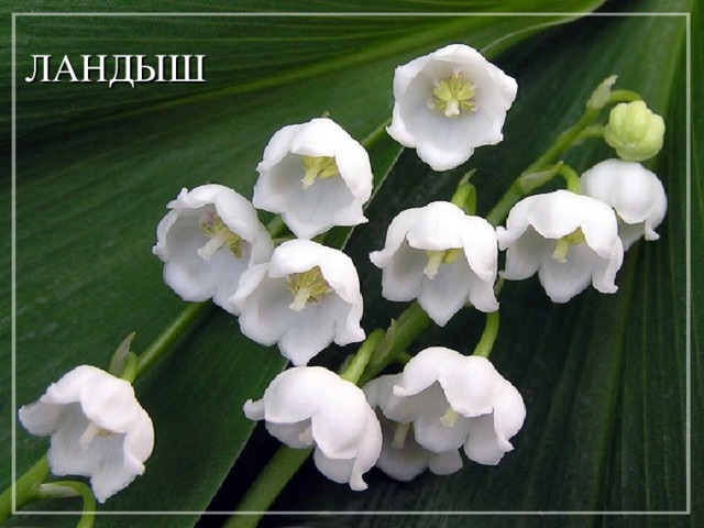 ЛАНДЫШ 