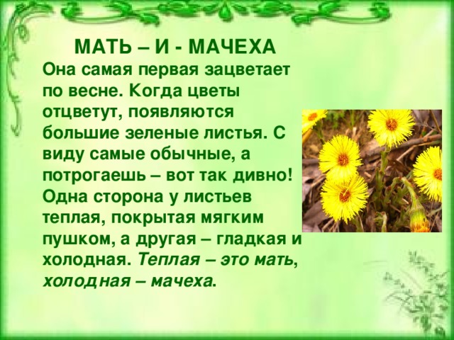 МАТЬ – И - МАЧЕХА Она самая первая зацветает по весне. Когда цветы отцветут, появляются большие зеленые листья. С виду самые обычные, а потрогаешь – вот так дивно! Одна сторона у листьев теплая, покрытая мягким пушком, а другая – гладкая и холодная. Теплая – это мать , холодная – мачеха . 