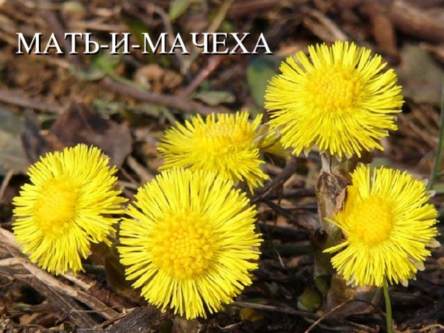 МАТЬ-И-МАЧЕХА 
