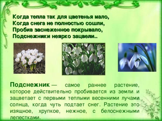 Когда тепла так для цветенья мало, Когда снега не полностью сошли, Пробив заснеженное покрывало, Подснежники неярко зацвели.. Подснежник   — самое раннее растение, которое действительно пробивается из земли и зацветает с первыми теплыми весенними лучами солнца, когда чуть подтает снег. Растение это изящное, хрупкое, нежное, с белоснежными лепестками.  