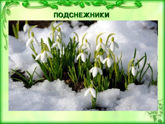 ПОДСНЕЖНИКИ 
