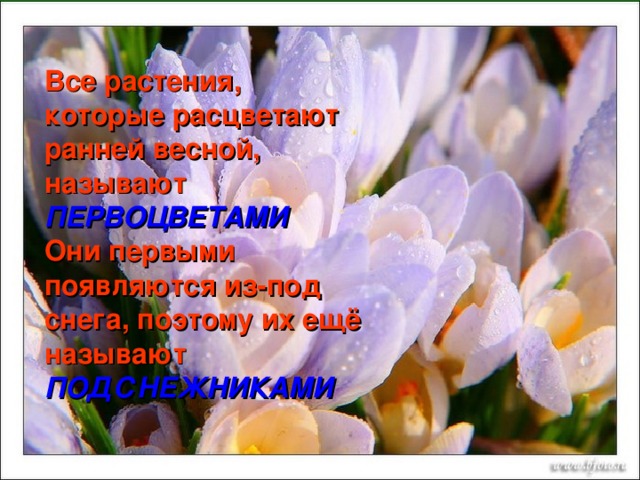 Все растения, которые расцветают ранней весной, называют  ПЕРВОЦВЕТАМИ  Они первыми появляются из-под снега, поэтому их ещё называют  ПОДСНЕЖНИКАМИ 