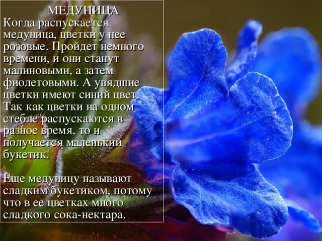  МЕДУНИЦА Когда распускается  медуница, цветки у нее розовые. Пройдет немного времени, и они станут малиновыми, а затем фиолетовыми. А увядшие цветки имеют синий цвет. Так как цветки на одном стебле распускаются в разное время, то и получается маленький букетик. Еще медуницу называют сладким букетиком, потому что в ее цветках много сладкого сока-нектара. 