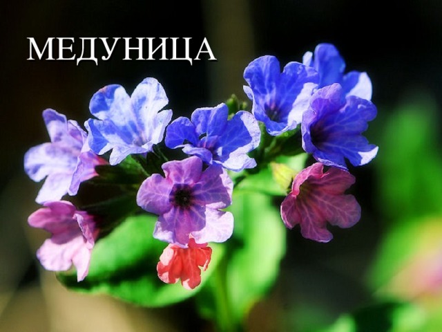 МЕДУНИЦА 