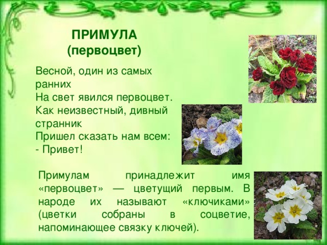 ПРИМУЛА (первоцвет) Весной, один из самых ранних  На свет явился первоцвет.  Как неизвестный, дивный странник  Пришел сказать нам всем:  - Привет! Примулам принадлежит имя «первоцвет» — цветущий первым. В народе их называют «ключиками» (цветки собраны в соцветие, напоминающее связку ключей).   