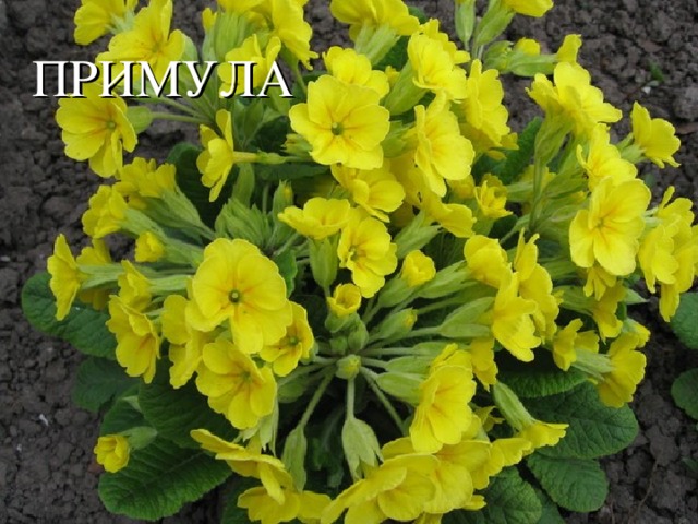 ПРИМУЛА 