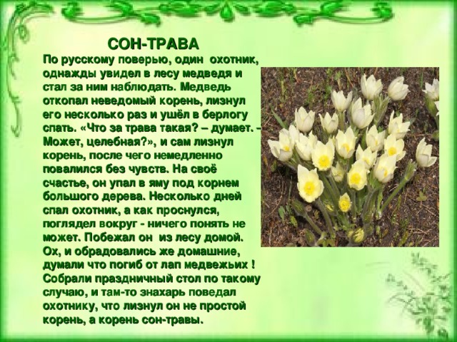 СОН-ТРАВА По русскому поверью, один охотник, однажды увидел в лесу медведя и стал за ним наблюдать. Медведь откопал неведомый корень, лизнул его несколько раз и ушёл в берлогу спать. «Что за трава такая? – думает. – Может, целебная?», и сам лизнул корень, после чего немедленно повалился без чувств. На своё счастье, он упал в яму под корнем большого дерева. Несколько дней спал охотник, а как проснулся, поглядел вокруг - ничего понять не может. Побежал он из лесу домой. Ох, и обрадовались же домашние, думали что погиб от лап медвежьих ! Собрали праздничный стол по такому случаю, и там-то знахарь поведал охотнику, что лизнул он не простой корень, а корень сон-травы.  