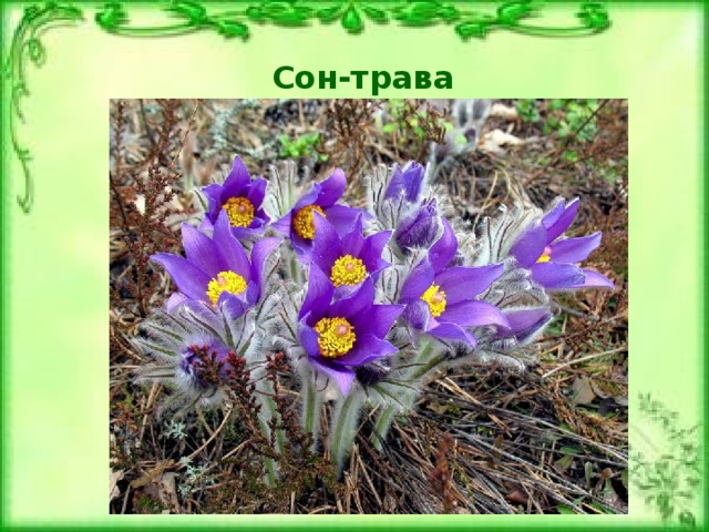 Сон-трава 