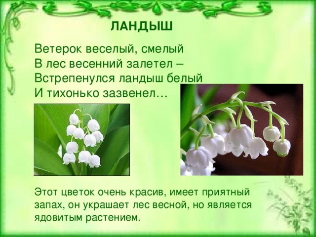 ЛАНДЫШ Ветерок веселый, смелый  В лес весенний залетел –  Встрепенулся ландыш белый  И тихонько зазвенел… Этот цветок очень красив, имеет приятный запах, он украшает лес весной, но является ядовитым растением. 