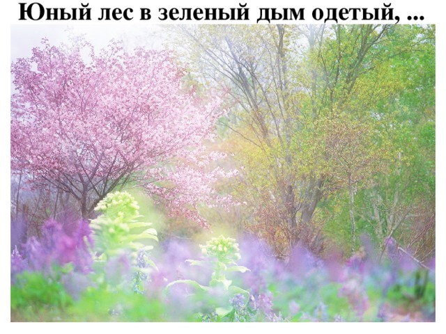 Юный лес в зеленый дым одетый, ... Юный лес, в зелёный дым одетый,  Тёплых гроз нетерпеливо ждёт;  Всё весны дыханием согрето,  Всё кругом и любит и поёт . (Алексей Толстой)     