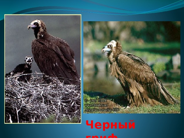 Черный гриф 