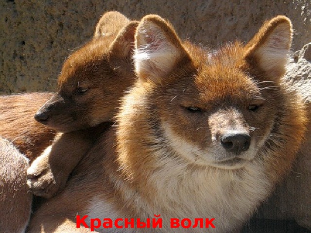Красный волк 