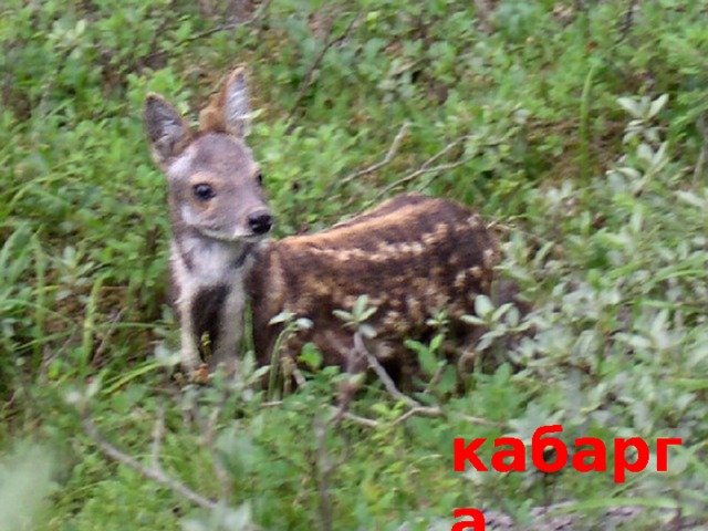 кабарга 