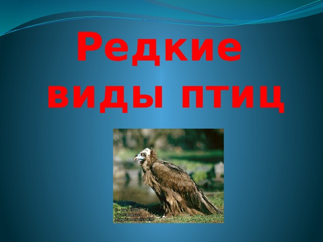 Редкие виды птиц 