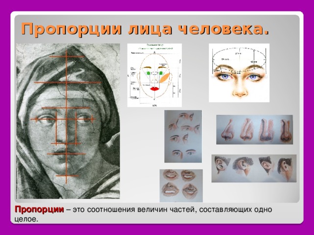 Пропорции лица человека. Пропорции – это соотношения величин частей, составляющих одно целое. 